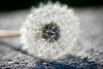 Fluffy dandelion close-up in the sun on a black background. Dandelion seeds macro.