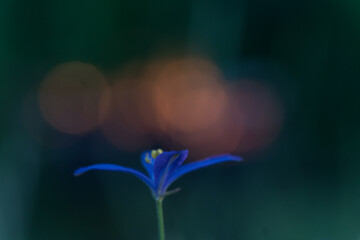 Close up of delicate blue purple colored bluebells in green grass in May, spring. Close-up shot