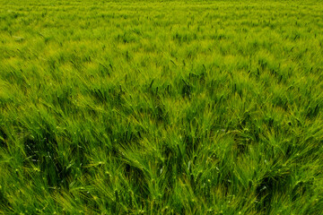 Obraz premium Field of green wheat on a summer sunny day
