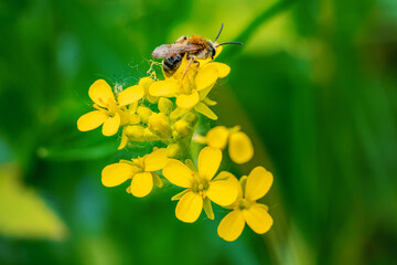 Brassica rapa on natural background. bee collects nectar on a flower