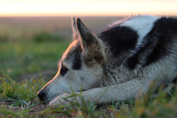 dog in the forest
