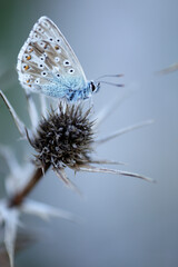 Mariposa del Sueve / Sueve's butterfly