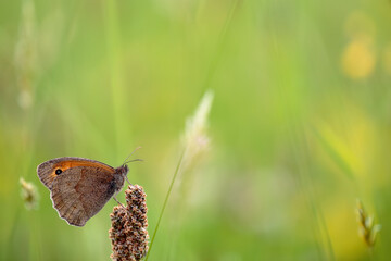 Meadow brown - Mariposa Loba