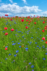 Field with poppies and cornflowers on a summer sunny day