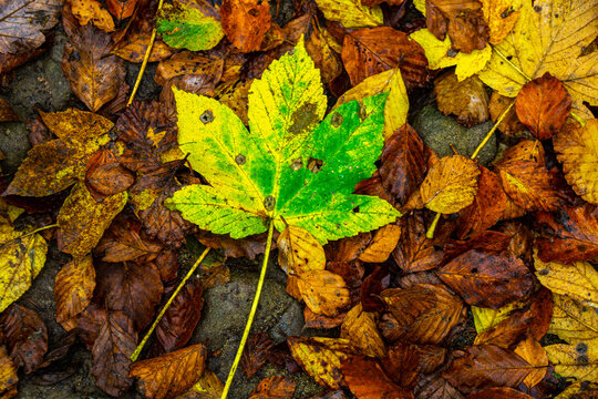Full frame shot of fallen leaves in national park during autumn