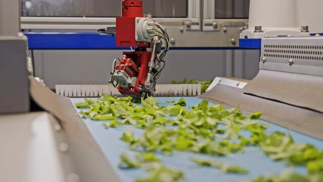 Automated planting process using advanced robot for planting leafs in trays for