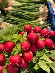 Bunch of fresh picked Organic radish 