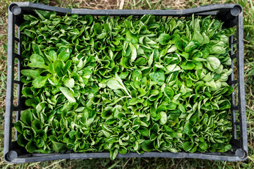 Box of freshly harvested organic valerian salad, top view