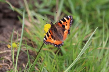 Butterfly wings spread on grass