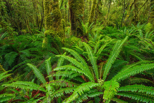 New Zealand, Southland, Lush ferns of?Tutoko?Valley?rainforest