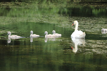 Reflections of swan and signets 