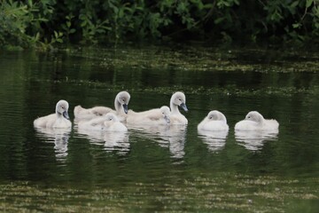Reflections of signets on lake