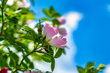 Macro photo of Cherokee rose (rosa laevigata)