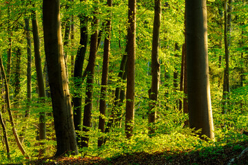 Germany, Bavaria, Vibrant green beech forest in spring