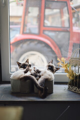 Two Lovely Siamese cats enjoy sun while lying near the window in the house. Identical cats