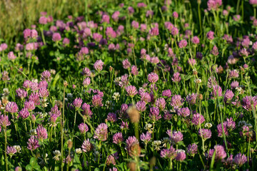 Trifolium pratense. Wild Red Clover meadow close up.