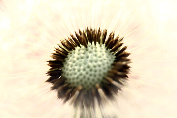 Dandelion in the meadow against the background of sunlight. faded. seeds fly on parachutes