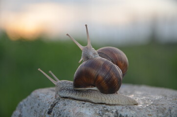 two grape snails