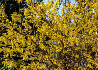 In full bloom. With its bright yellow flowers, the Forsythia bush is one of the first trees to flower in spring. The intense yellow flowers are sure to brighten any garden emerging from a dark winter.