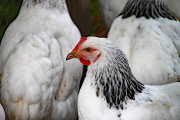 Closeup of a white chicken with black neck feathers