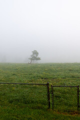 Fototapeta premium Foggy misty morning sunrise country farm landscape long tree in pasture with fence