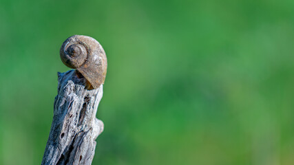 Snail On A Tree