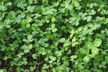 Clover leaves with water drops in the sunlight. Clover leaves on a summer meadow. Background from plant clover four leaf. Irish traditional symbol. 
