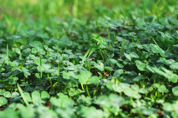 Clover leaves with water drops in the sunlight. Clover leaves on a summer meadow. Background from plant clover four leaf. Irish traditional symbol. 