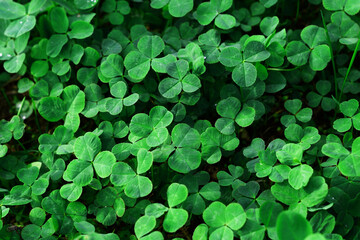 Clover leaves with water drops in the sunlight. Clover leaves on a summer meadow. Background from plant clover four leaf. Irish traditional symbol. 
