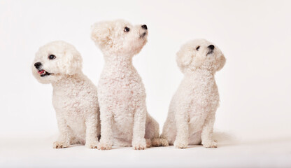 Identical dogs sitting together