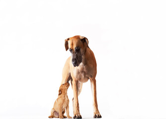 Mother dog standing with puppy © Martin Barraud/KOTO