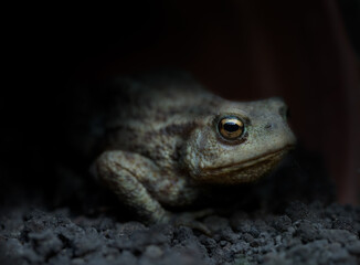 A Toad lurking in the shadow of a plant pot