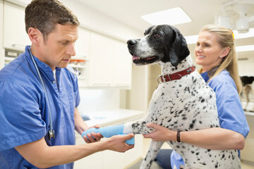 Veterinarian examining cat in vet‚Äôs surgery