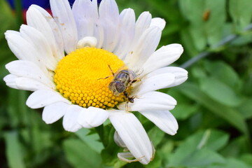 Obraz premium How a spider and an ant shared food