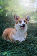 Cute dog portrait. Corgi on a summer walk. Happy canine.