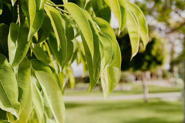 juicy green leaves on a tree in summer