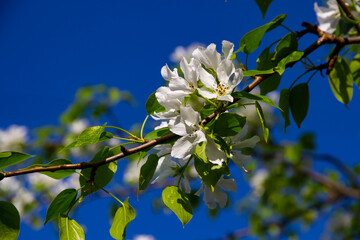 blooming apple tree with young green leaves
in the summer garden
