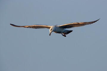 Close-up photo of a huge seagull flying in the blue sky. Isolated bird on neutral background.