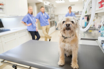 Dog sitting on table in vet's surgery