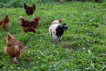 Chickens on traditional free range Backyard farm