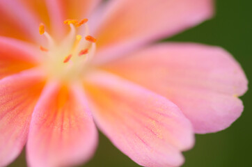 Close up of Lewisia Tweedyii flower