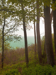 Lakeview from a forest. Lake in a background, with the tall trees in a foreground. Spring time with green plants and living nature.