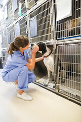 Vet putting dog in kennel