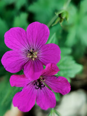 purple himalayan geranium flowers on foreground