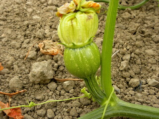 Green pumpkin planted in the field. Growing pumpkins. Ripening pumpkins in the field.