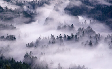 Aerial view of fog rolling over forest