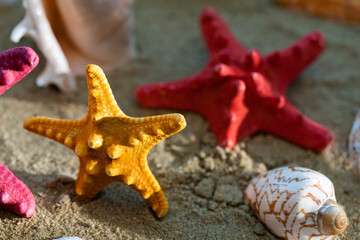 A lot of different snail shells lie on the sandy sea beach on a hot day.