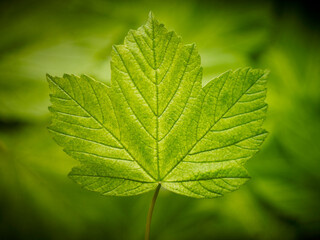 Close up of green leaf
