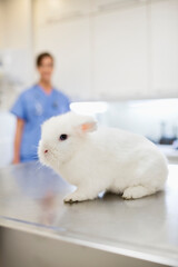 Rabbit sitting on table in vet's surgery