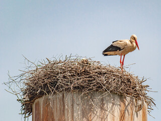 Nest with stolists, located on a water tower, on a summer day, against the blue sky in light clouds
